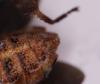 Leptoglossus occidentalis